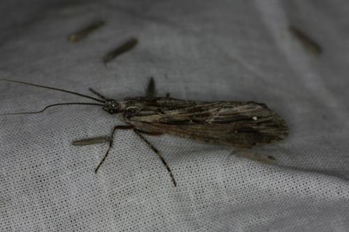 Réf. 185 613 : Phryganea grandis
